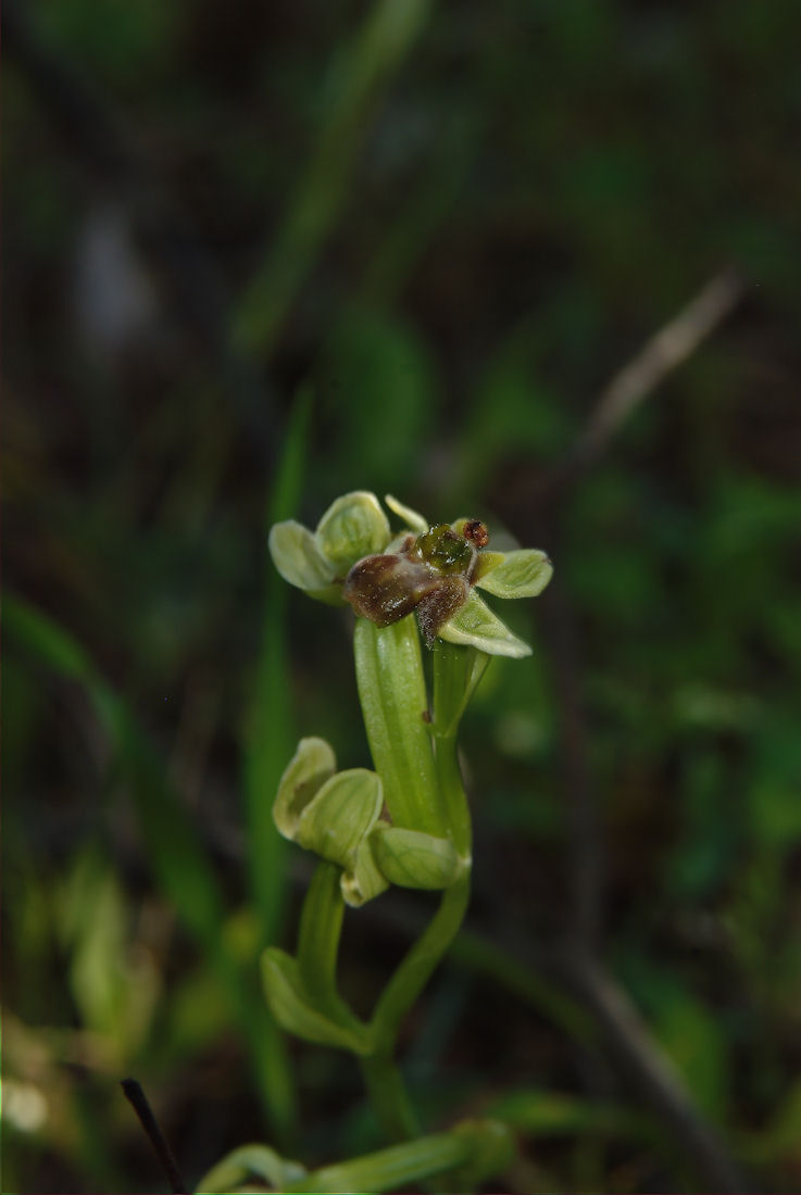 Orchidee nel pisano